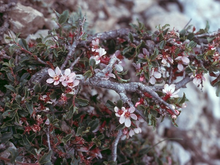 Prunus prostrata