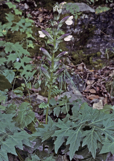 Acanthus balcanicus