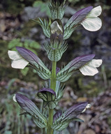 Acanthus balcanicus