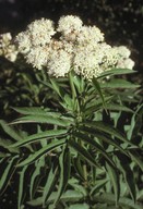 Sambucus ebulus