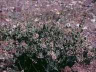 Vincetoxicum sp. (rose flowers)