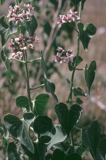 Vincetoxicum sp. (rose flowers)