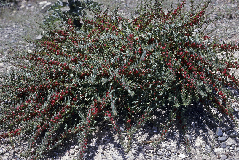 Chenopodium foliosum