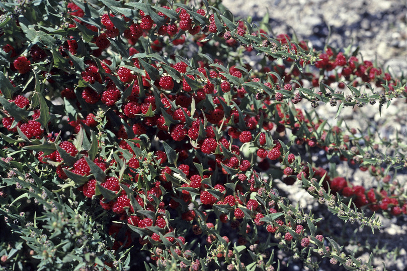 Chenopodium foliosum