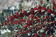 Chenopodium foliosum