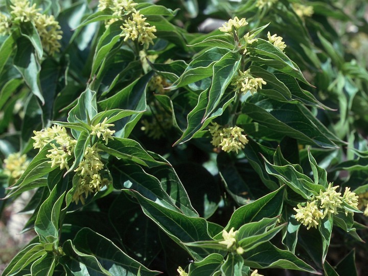 Vincetoxicum sp. (yellowish flowers)