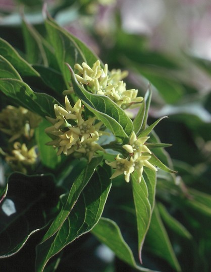 Vincetoxicum sp. (yellowish flowers)