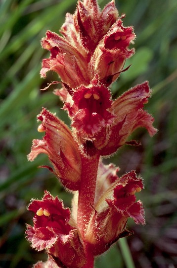 Orobanche gracilis?