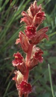 Orobanche gracilis?