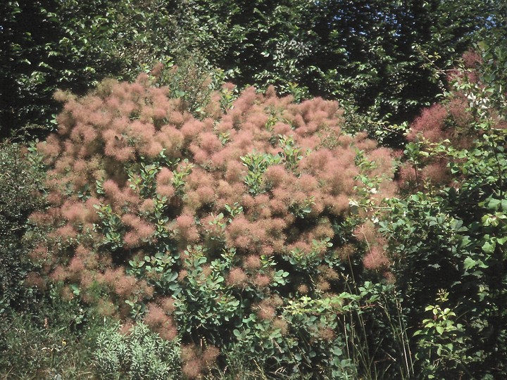 Cotinus coggygria