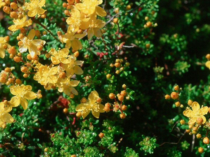 Hypericum empetrifolium