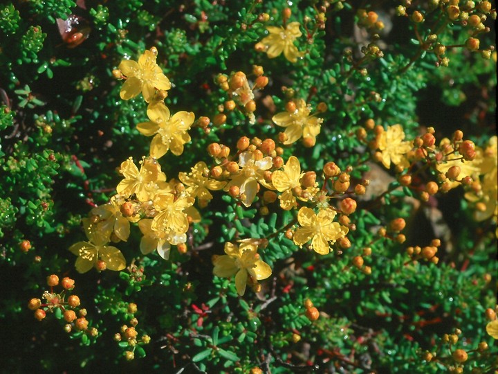 Hypericum empetrifolium