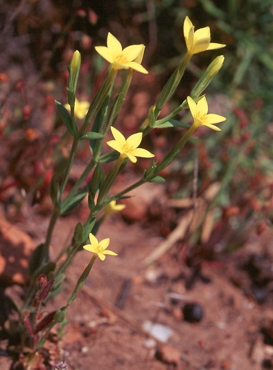 Centaurium maritimum