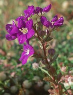 Legousia speculum-veneris