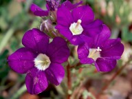 Legousia speculum-veneris