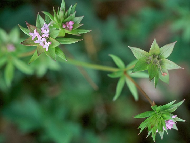 Sherardia arvensis