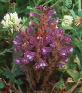 Orobanche ramosa