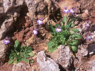 Solenopsis minuta ssp. annua