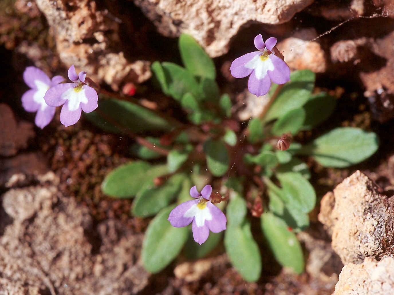 Solenopsis minuta ssp. annua