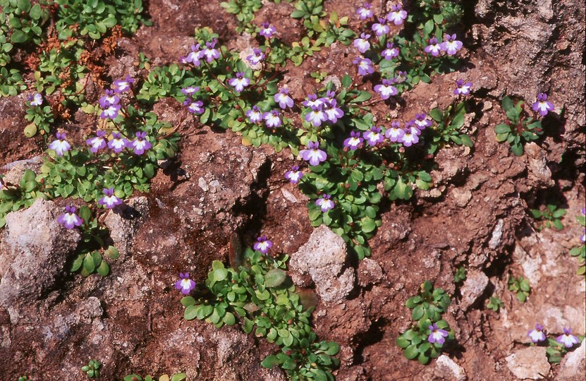 Solenopsis minuta ssp. annua