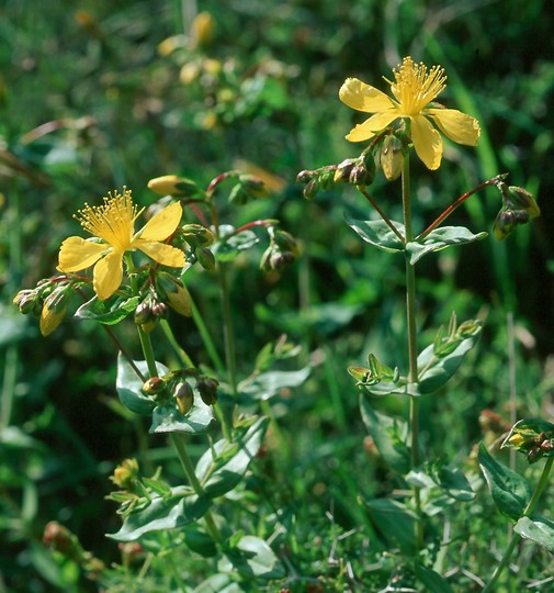 Hypericum perfoliatum