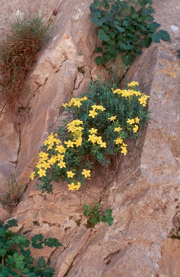 Linum arboreum