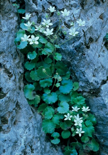 Saxifraga chrysosplenifolia