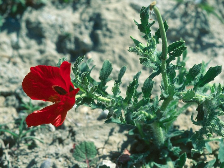 Glaucium corniculatum