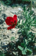 Glaucium corniculatum