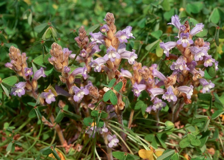 Orobanche ramosa