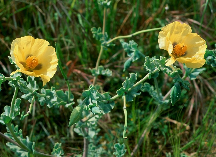 Glaucium flavum