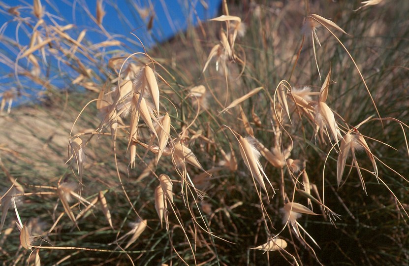 Lygeum spartum