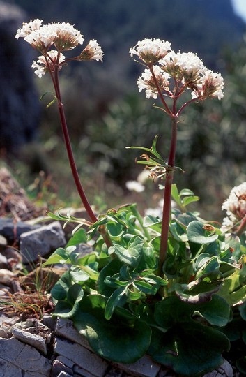 Valeriana asarifolia