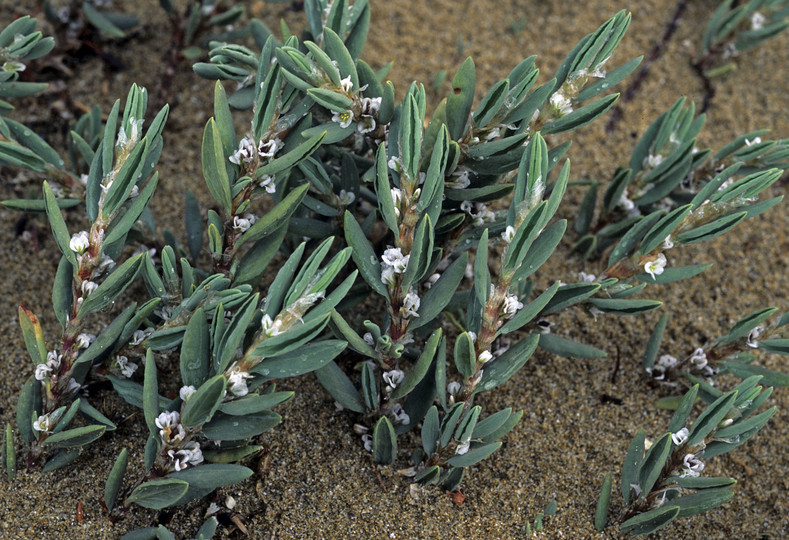 Polygonum maritimum