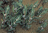 Polygonum maritimum