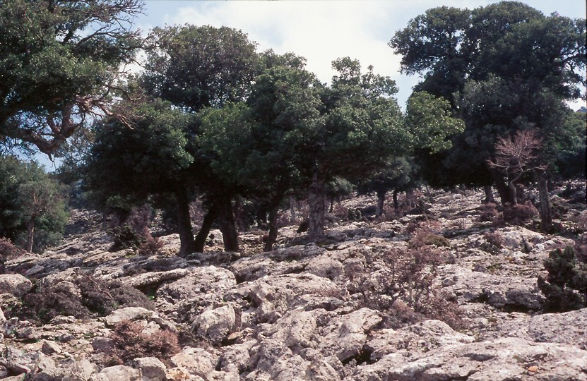 Quercus coccifera