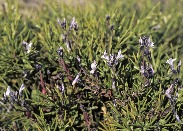 Polygala venulosa