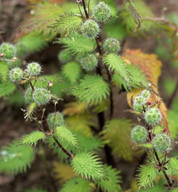 Urtica pilulifera