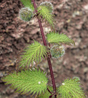 Urtica pilulifera