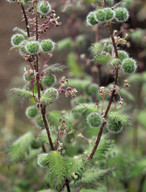 Urtica pilulifera