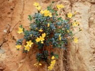 Linum arboreum