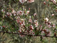 Prunus webbii