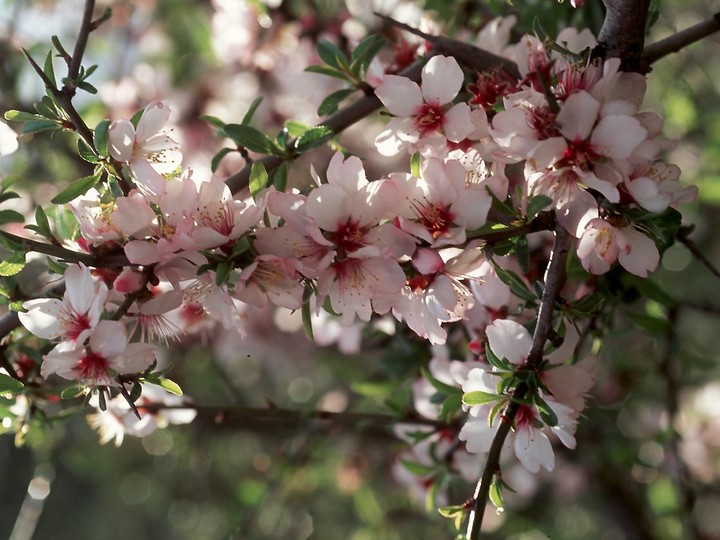 Prunus webbii