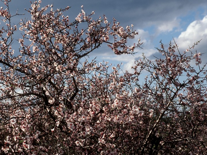 Prunus webbii