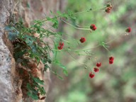 Sanguisorba cretica