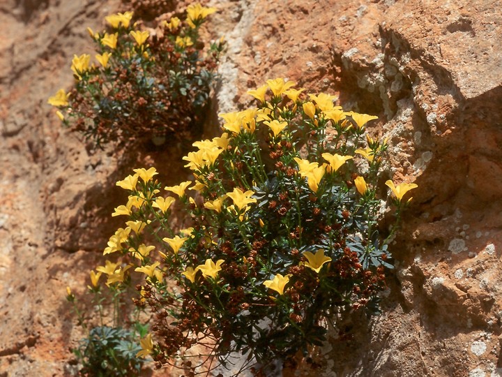 Linum arboreum