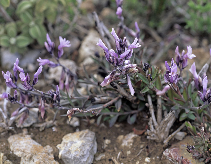 Polygala venulosa