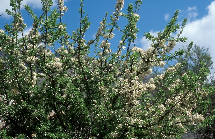 Pyrus spinosa