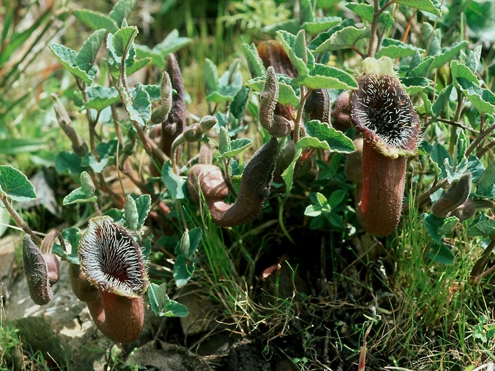 Aristolochia cretica