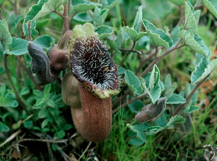 Aristolochia cretica